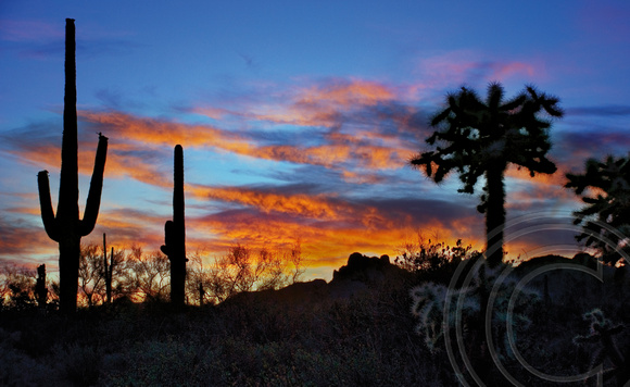 Sunset with Cholla Silhoutte