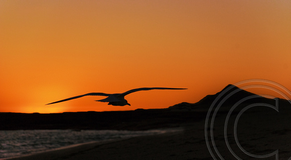 Seagull Rocky Point Sunset