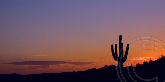 Lone Saguaro at Sunrise