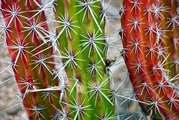 Cactus Colors